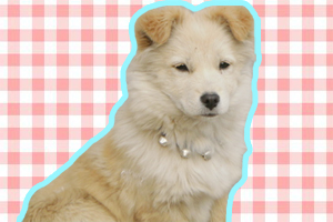 土狗太瘦了怎么辦