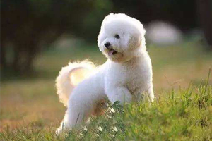 比熊有淚痕怎么回事