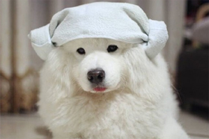 薩摩耶的毛發黃什么原因