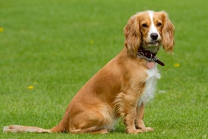 狗狗怎樣才能吃胖