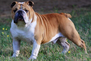 英國斗牛犬眼屎多怎么辦