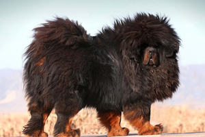 藏獒要怎么喂養