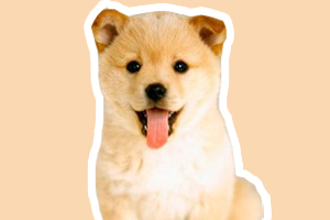 柴犬幼犬吃什么