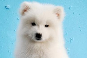 薩摩耶的毛全部打結怎么辦