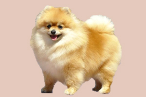 博美犬吃什么好