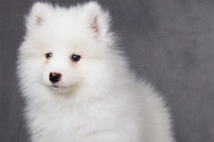 薩摩耶洗澡注意事項有哪些