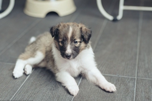 喂養狗狗需要注意什么