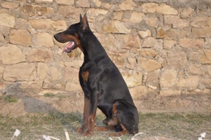 杜賓犬耳朵立不起來怎么辦