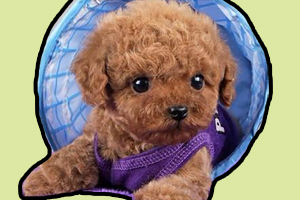 泰迪不能吃什么水果