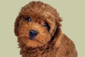 泰迪幼犬飼養方法