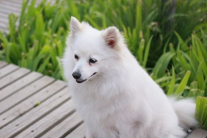 養銀狐犬的注意事項是什么