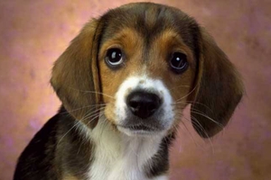 比格犬幼犬喂養注意什么