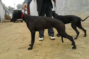 格力犬幼犬的喂養方法是什么