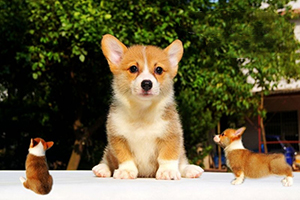 柯基掉毛怎么處理