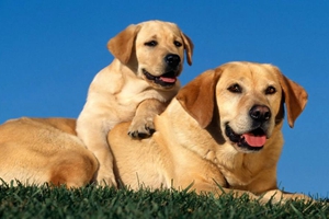 純種拉布拉多犬如何喂養(yǎng)