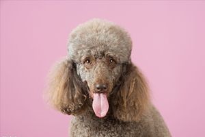 貴賓犬飼養方法