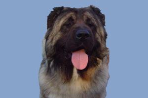 高加索犬吃什么