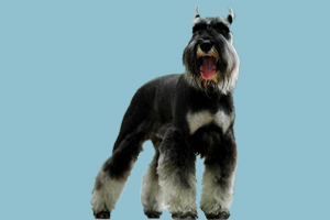 雪納瑞犬吃什么