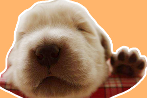 金毛小奶狗怎么養(yǎng)