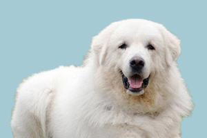 大白熊犬吃什么