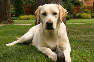 拉布拉多生小狗征兆