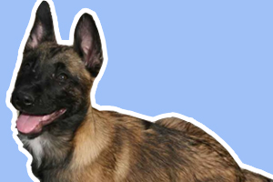 馬犬怎么訓練坐下