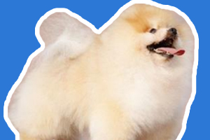 博美愛咬人怎么辦