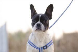 法國斗牛犬發情怎么辦