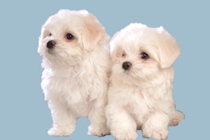 比熊太皮不聽話怎么辦