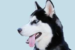 哈士奇什么時候繁殖