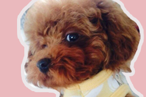 泰迪狗狗怎么訓練握手