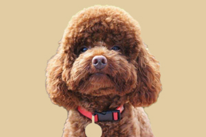 泰迪犬什么時間發情