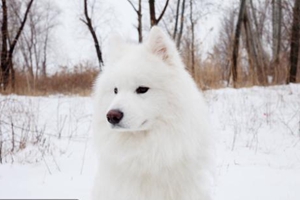 薩摩耶生寶寶給它吃什么