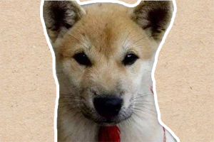 土狗怎么訓練才聽話