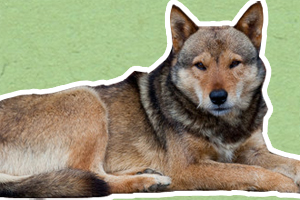 土狗怎么訓練打獵