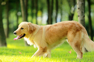 金毛發情什么時候交配