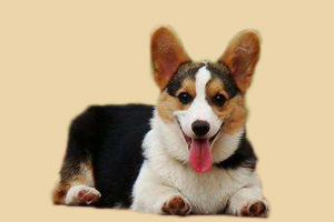 柯基犬什么時候發(fā)情