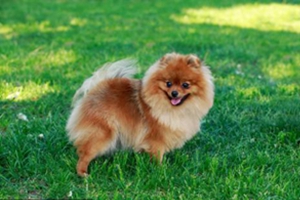 博美生產后注意事項