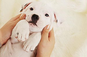 犬瘟熱病毒治療預防方法