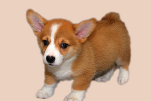 柯基犬什么時候配種