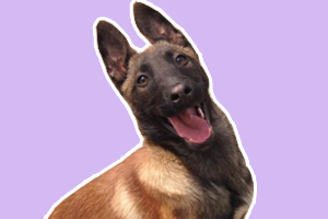 馬犬怎么訓練撿東西