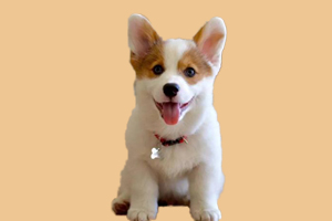 柯基犬什么時候來月經(jīng)