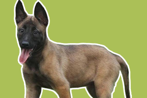 馬犬怎么訓練上廁所