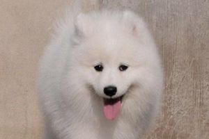 薩摩耶太調皮怎么辦