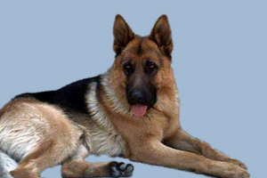 德牧什么時間配種