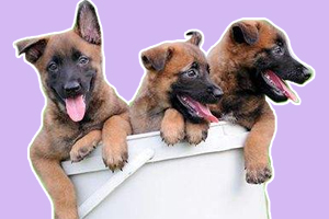 馬犬怎么訓練不咬人