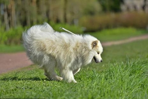 薩摩耶生寶寶注意事項