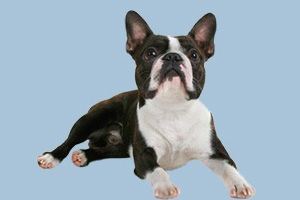 波士頓梗犬怎么養