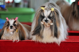 養(yǎng)西施犬的注意事項有哪些