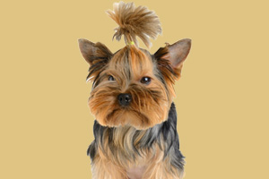 約克夏犬飼養的注意事項有哪些